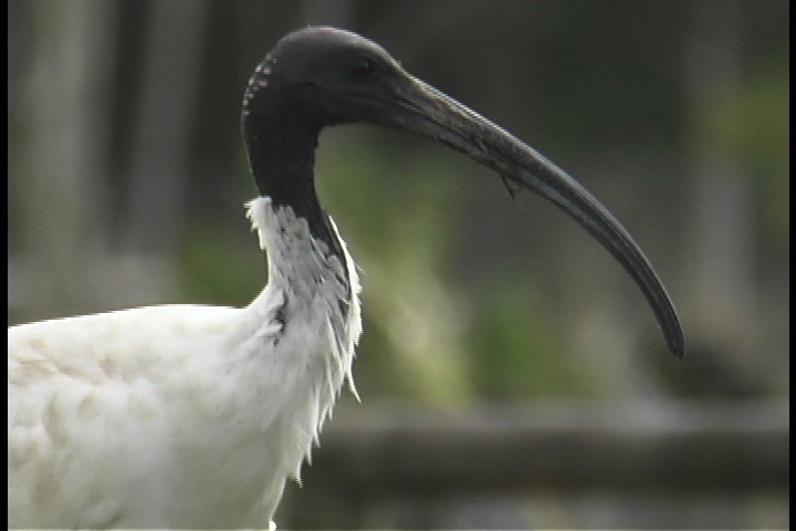 Ibis, Australian White 2