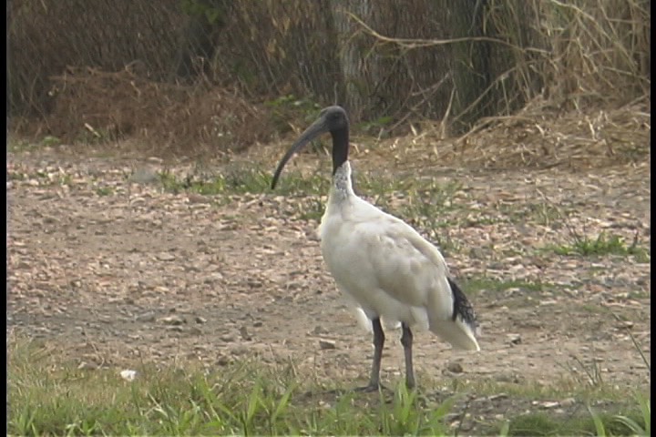 Ibis, Australian White 3