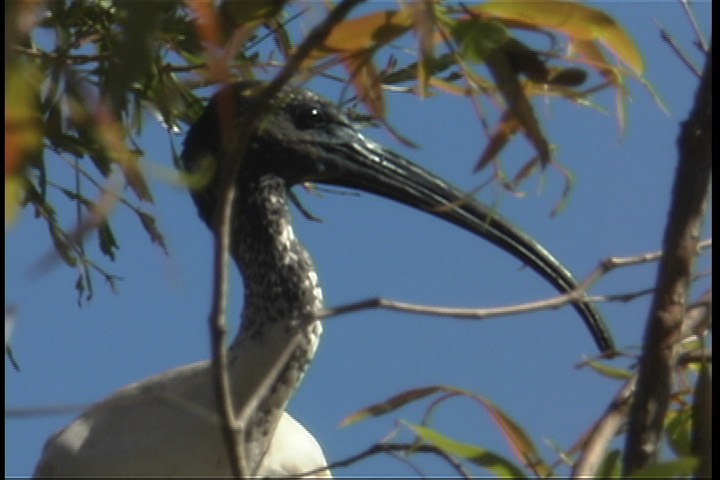 Ibis, Australian White 4