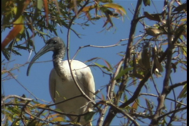 Ibis, Australian White 5