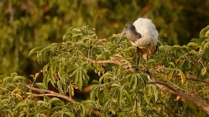 Ibis, Sacred 1