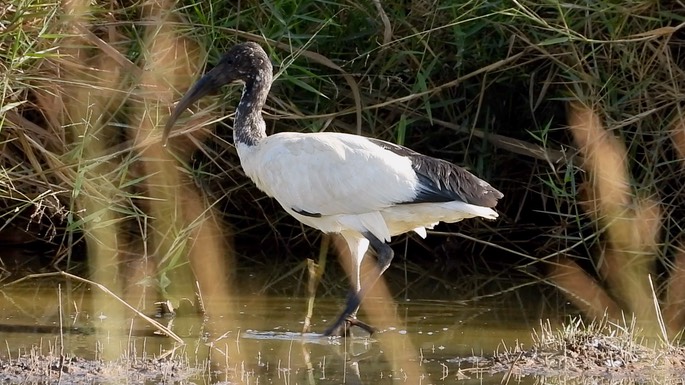 Ibis, Sacred 2