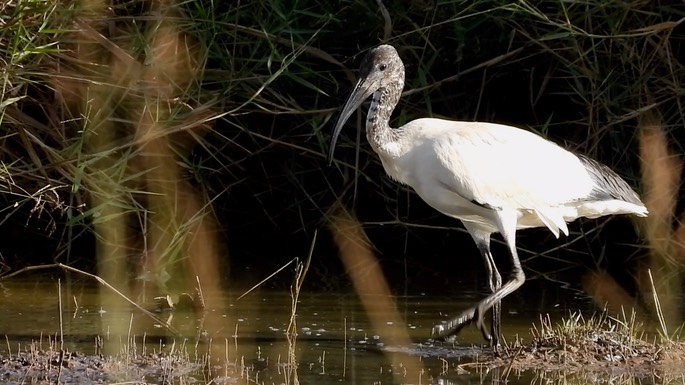 Ibis, Sacred 3