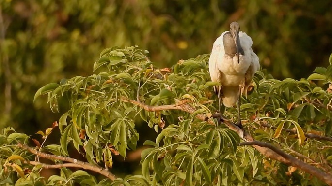 Ibis, Sacred 4