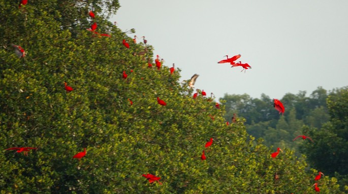 Ibis, Scarlet - Eudocimus ruber - Caroni Swamp, Trinidad6