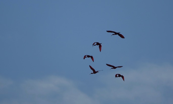 Ibis, Scarlet - Eudocimus ruber - Caroni Swamp, Trinidad1