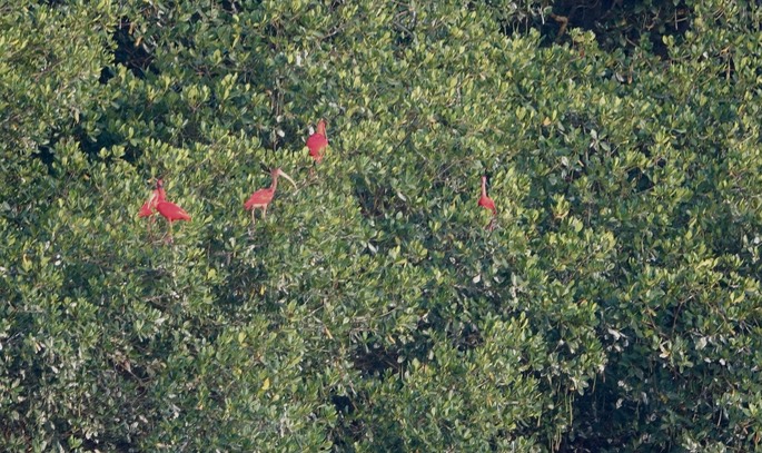 Ibis, Scarlet - Eudocimus ruber - Caroni Swamp, Trinidad4