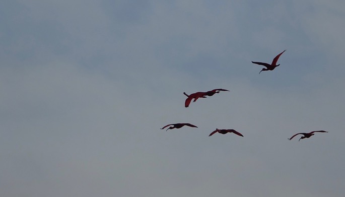 Ibis, Scarlet - Eudocimus ruber - Caroni Swamp, Trinidad2