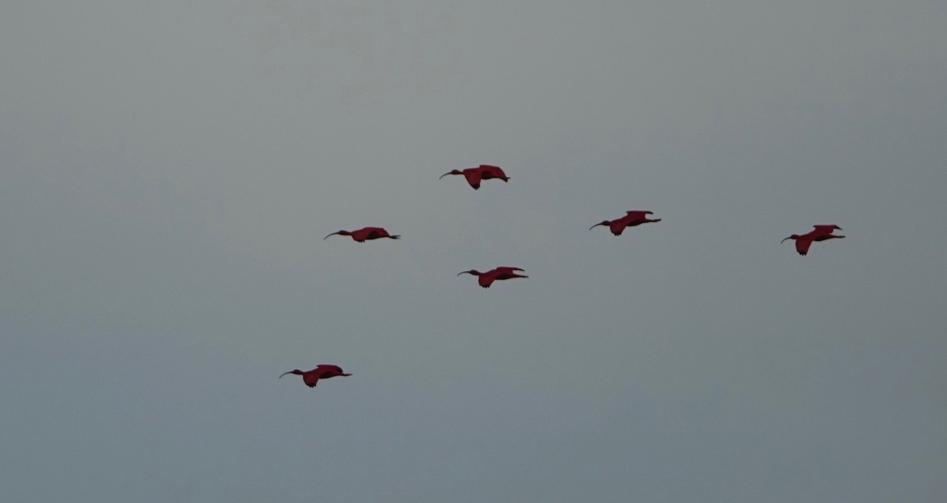 Ibis, Scarlet - Eudocimus ruber - Caroni Swamp, Trinidad3