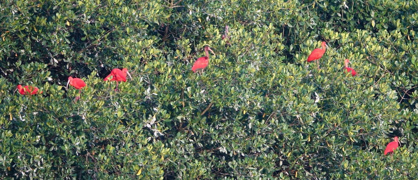 Ibis, Scarlet - Eudocimus ruber - Caroni Swamp, Trinidad7