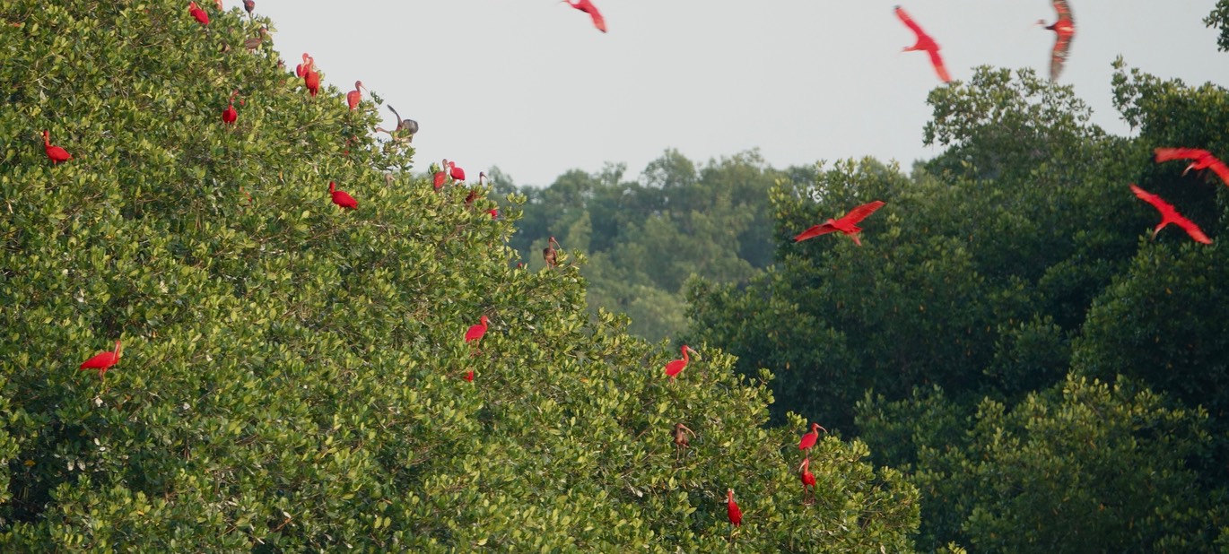 Ibis, Scarlet - Eudocimus ruber - Caroni Swamp, Trinidad5