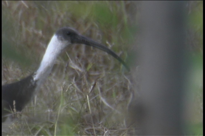 Ibis, Straw-necked 1