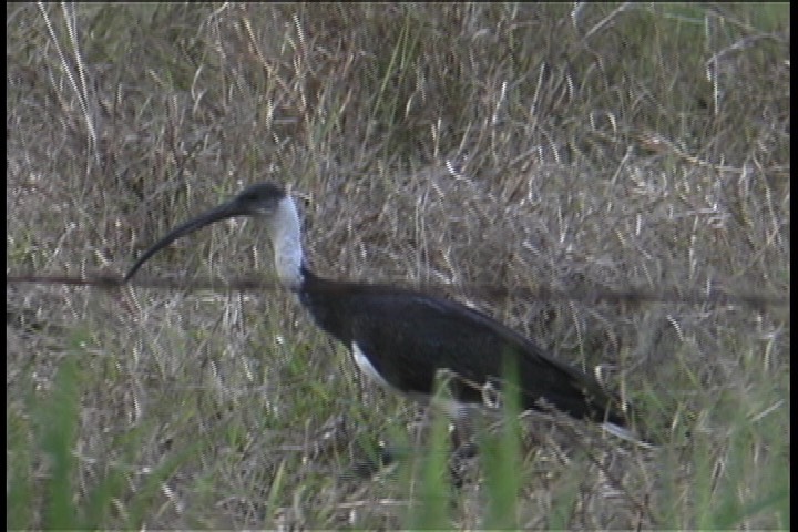 Ibis, Straw-necked 2