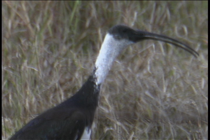 Ibis, Straw-necked 3