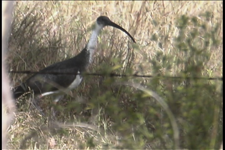 Ibis, Straw-necked 4