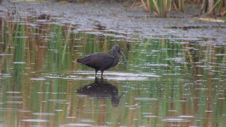 Ibis, White-faced (Oregon) 1