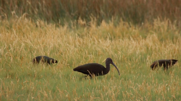 Ibis, White-faced (Summer Lake, Oregon)