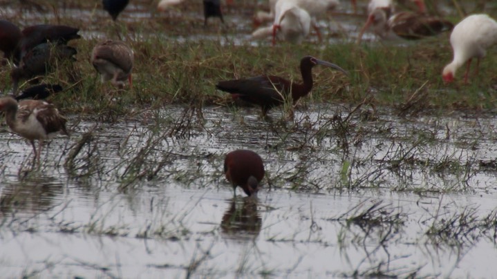 Ibis, White-faced