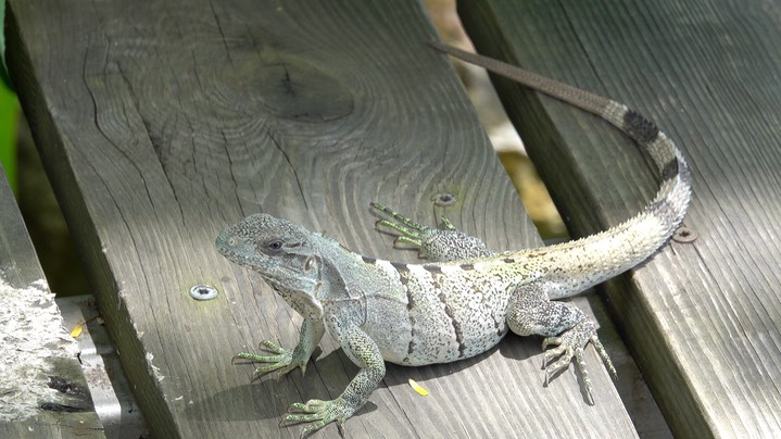 Iguana, Black (Belize 2021)