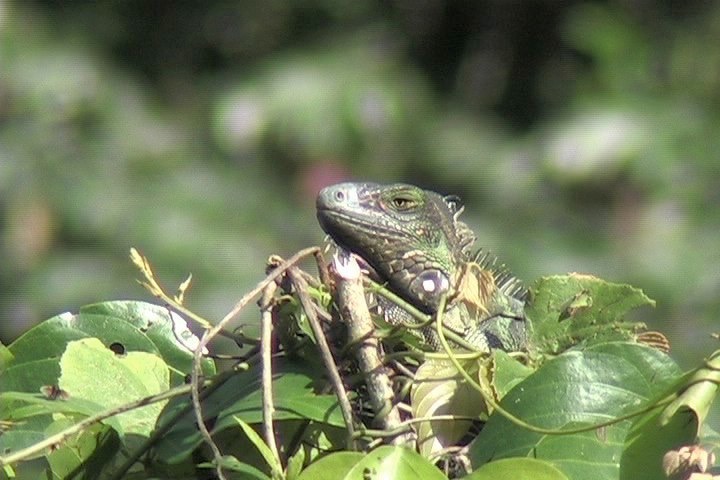 Iguana, Green 1