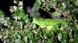 Iguana, Green (Belize 2021)