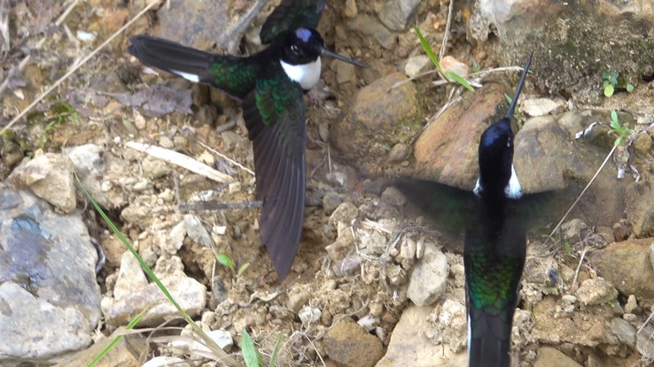 Inca, Collared 2 (Cerro Montezuma, Colombia)