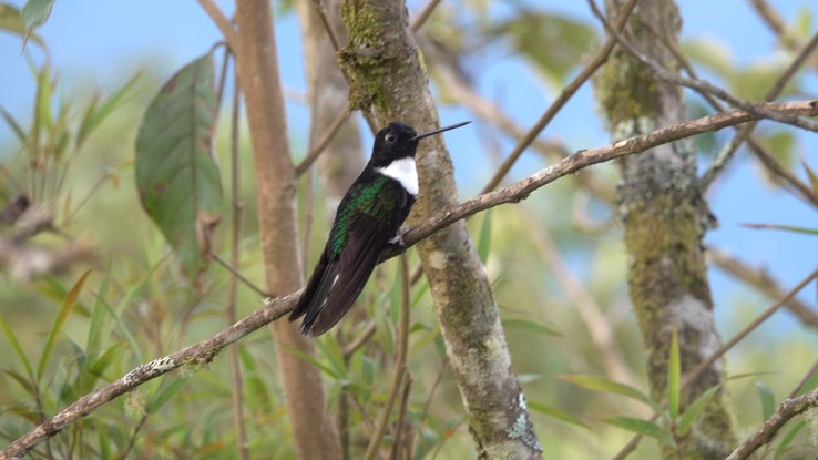 Inca, Collared (Cerro Montezuma, Colombia) 2