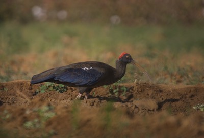 Indian Black Ibis, Threskiornis melanocephalus3