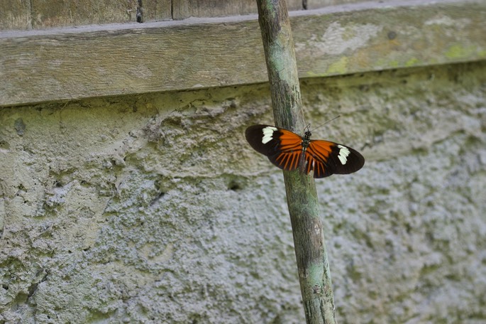 amazon butterfly