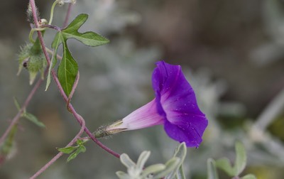 Ipomoea hederacea, Ivy-leaf Morning Glory1