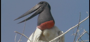 jabiru_med