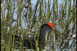 Jacana, Comb-crested 3