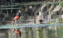 Jacana, Northern. Jacana spinosa3