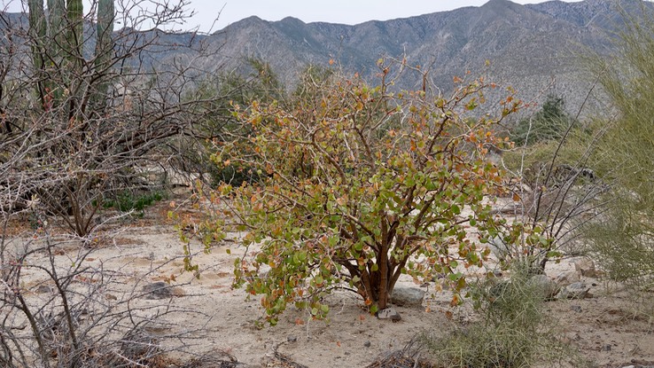 Jatropha cuneata, Limberbush, Bahia de los Angeles, Baja California