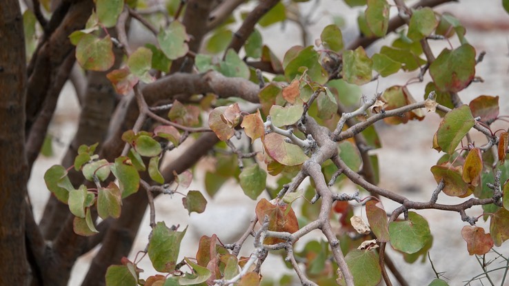 Jatropha cuneata, Limberbush, Bahia de los Angeles, Baja California (1)