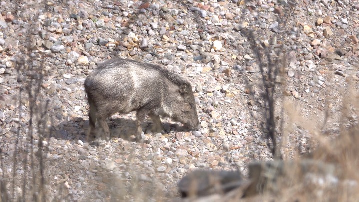 Javelina, Mineral Creek, Mar. 19, 2022 - 3