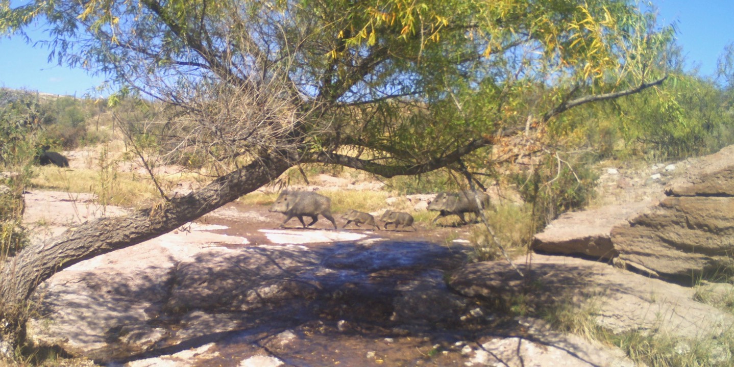 javelina warm springs 2