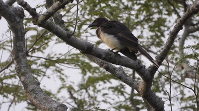 Jay, Brown (Belize)