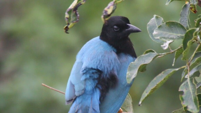 Jay, Yucatan 1