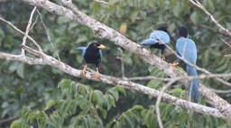 Jay, Yucatan 3