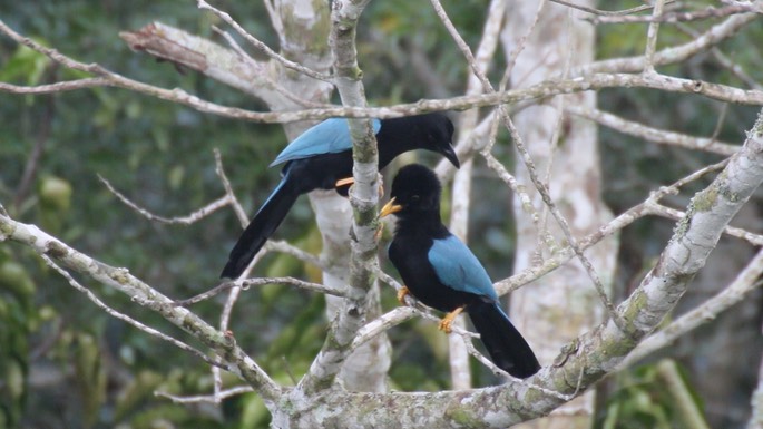 Jay, Yucatan