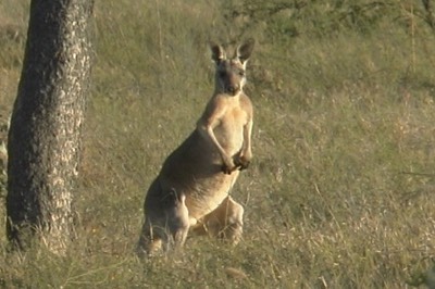 Kangaroo, Red 3
