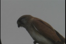 Kestrel, Nankeen 2