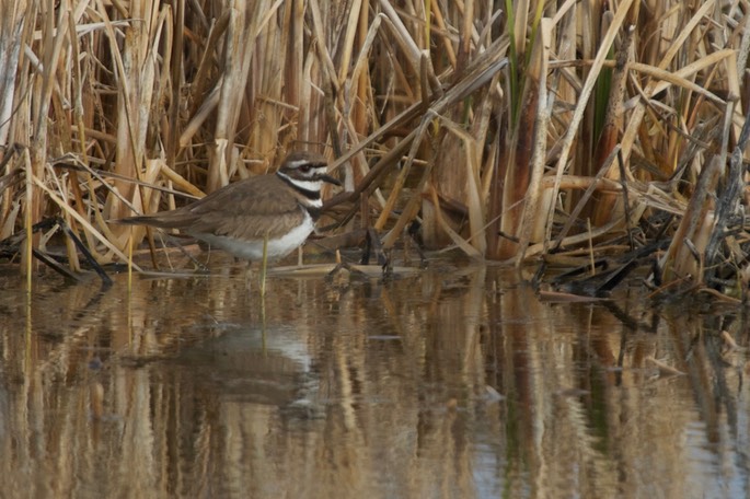 Killdeer