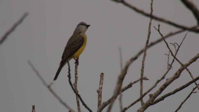 Kingbird, Tropical 1