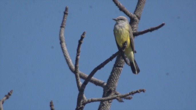 Kingbird, Western 2