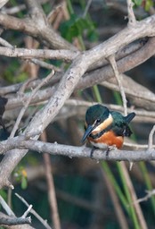 Kingfisher, American Pygmy2