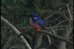 Kingfisher, Azure 1