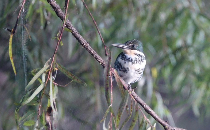 Kingfisher, Green - Chloroceryle americana - Rancho Primavera, El Tuito, Jalisco, Mexico