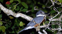 Kingfisher, Ringed (Belize 2021) b